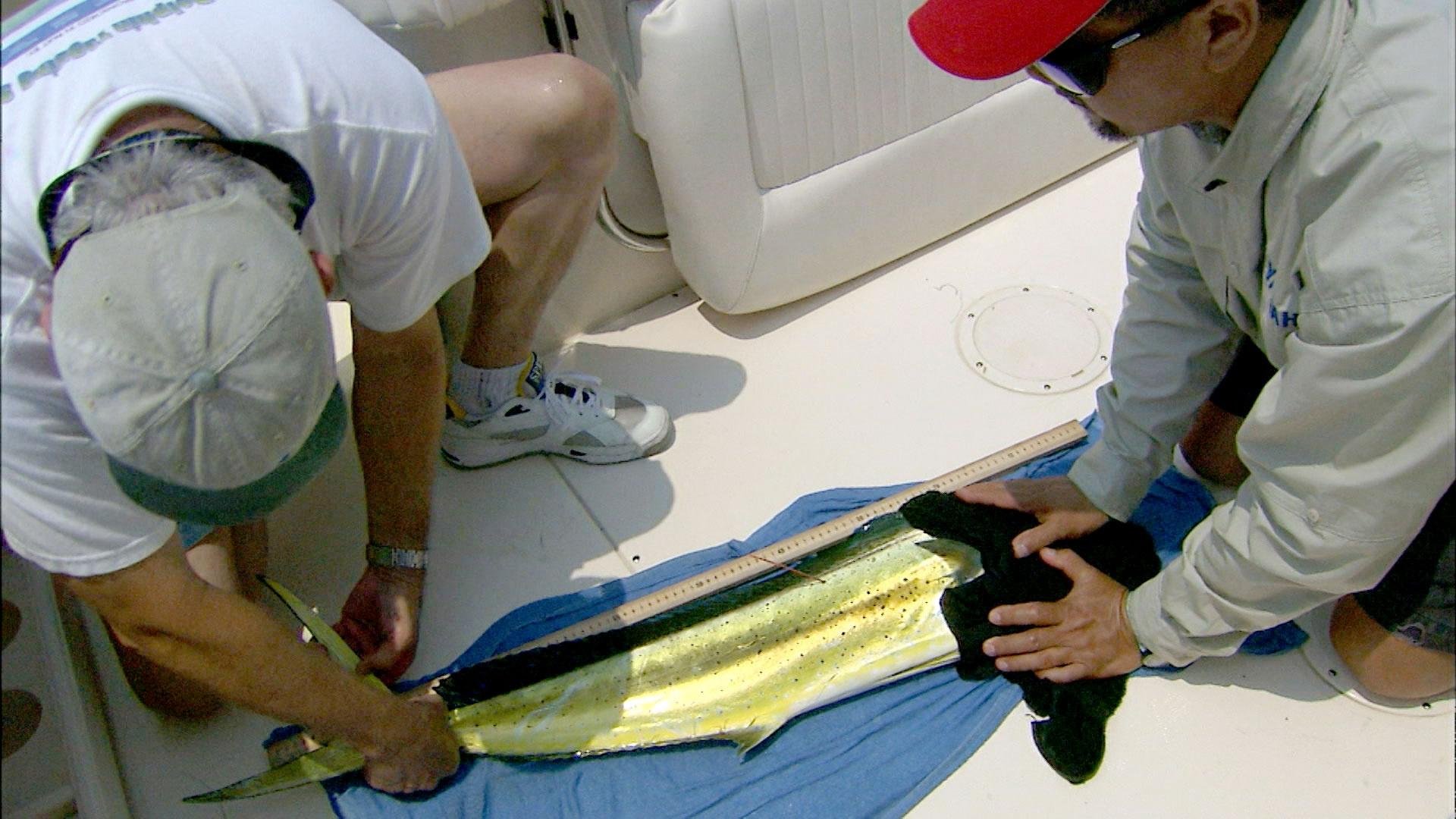 Researching Dolphinfish