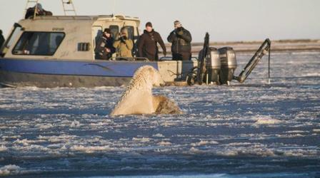 Video thumbnail: Earth Focus Fueling Change: Oil Extraction in Alaska & California