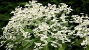 Easy Meadow Planting