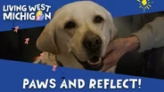 Paws and Reflect!