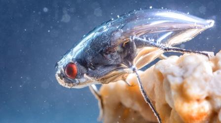 Video thumbnail: Deep Look This Daring Fly Swims in Shimmering Bubble Shield