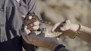 Understanding Desert Snakes with Nevada’s Reptile Biologist