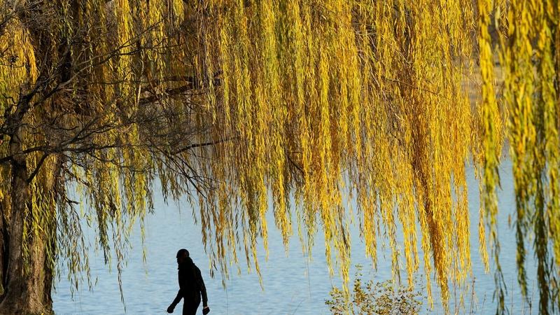 PBS NewsHour : How climate change is making fall foliage less colorful