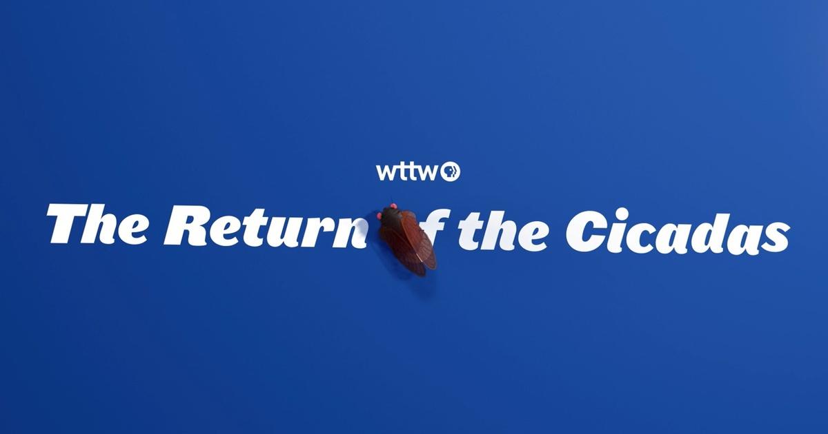 Chicago Tonight WTTW News Explains Why Are There So Many Cicadas in Illinois in 2024