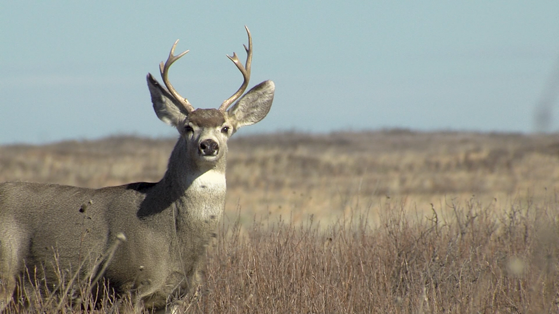 Texas Parks And Wildlife Mule Deer Sea Rim Sounds Dinosaur Tracks Season 28 Episode 23 Pbs