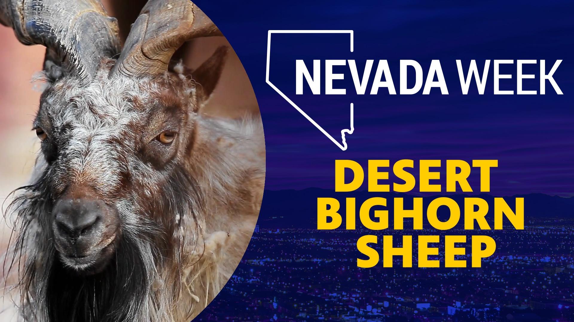 The on-going drought means Nevada’s iconic desert bighorn sheep need to be moved out of the state.
