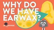 Why Do We Have Earwax?