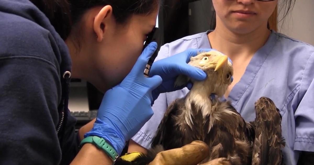 Untamed Lead Poisoning Season 2 Episode 203 PBS