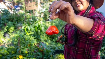 Video thumbnail: Modern Gardener Connection Through Gardening | Garden Glimpse
