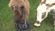 Virtual Farm Experience