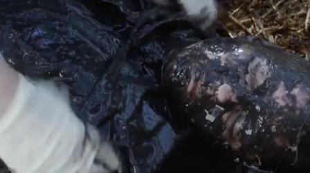 Video thumbnail: Arizona PBS Previews Midsomer Murders 1803-1804 Promo