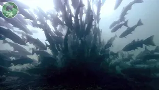 The Salmon Run