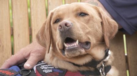 Video thumbnail: A Dog's Service The Science Behind the Success Stories