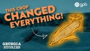 The Sacred Role of Corn in Early Indigenous Life