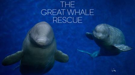 Video thumbnail: The Great Whale Rescue The Great Whale Rescue