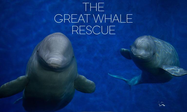 The Great Whale Rescue