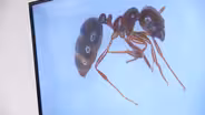 Fire ant warnings in Chesterfield