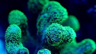 What is Coral Bleaching?