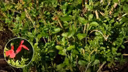 Winter Pruning: Autumn Sage