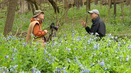 Video thumbnail: Jay's Chicago Chicago's Best Wildflowers