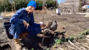 Bare Root Fruit Trees: Everything You Need to Know!