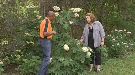 Video thumbnail: The Family Plot Hydrangeas & Spraying Tall Plants