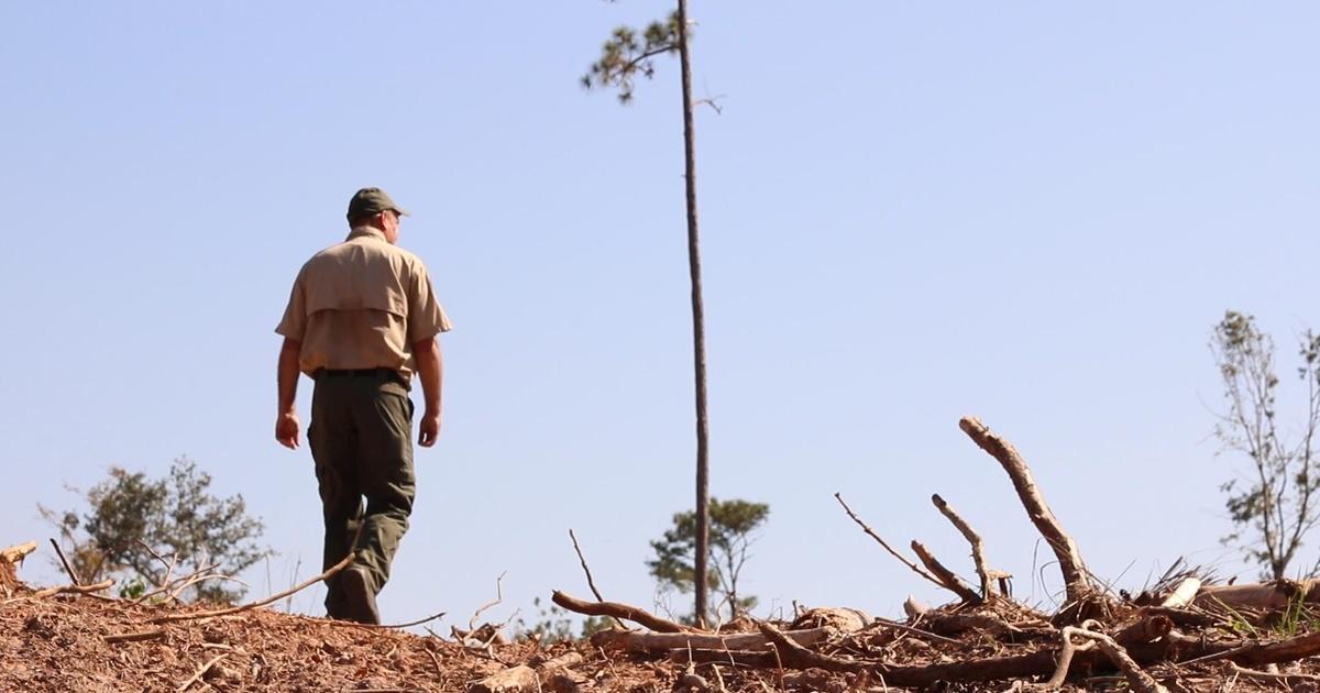 Local Routes | Torreya State Park After Hurricane Michael | One Year ...