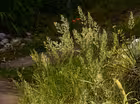Native Groundcovers for Shade & Sun