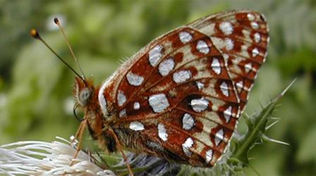 Video thumbnail: Oregon Field Guide Silverspot Butterfly, Lloyd Brothers/Mount Adams, Lily Bogg