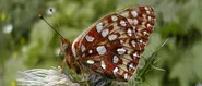 Silverspot Butterfly, Lloyd Brothers/Mount Adams, Lily Bogg