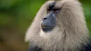 Macaque Cons Squirrel Into a Free Meal