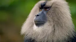 Macaque Cons Squirrel Into a Free Meal