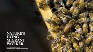Bee Woes