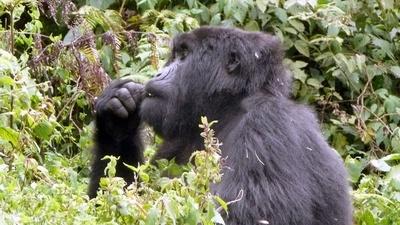 Joseph Rosendo's Travelscope | Rwanda - Among the Gorillas                                                                                                                                                                                                                                                                                                                                                                                                                                                          