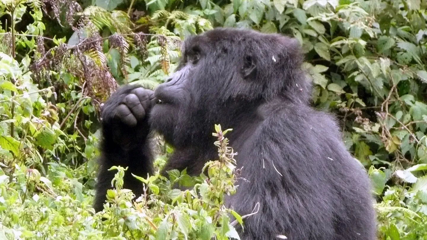Rwanda - Among the Gorillas
