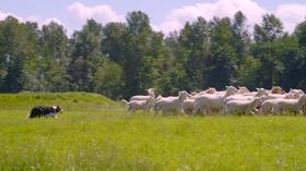 Video thumbnail: Washington Grown 704 Part-time Farmers