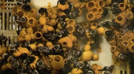 Video thumbnail: WCNY SciTech Now Bee Barf, Cactus, Gravity & Classroom Coding