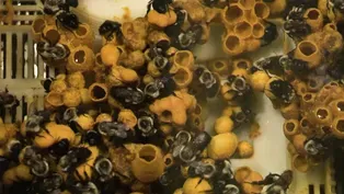 Bee Barf, Cactus, Gravity & Classroom Coding