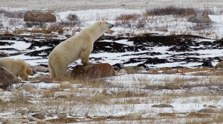 Video thumbnail: WCNY SciTech Now Sun, Wind and Polar Bears