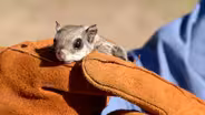 Mammals