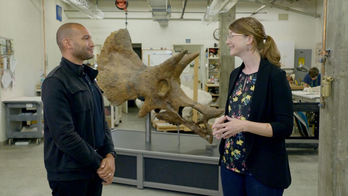 Triceratops Through Time Prehistoric Road Trip Thirteen New York Public Media 