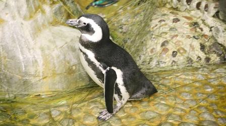 Video thumbnail: Chicago Tonight Penguins Build Nests at Shedd Aquarium