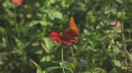 Video thumbnail: Volunteer Gardener Volunteer Gardener 2814