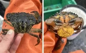 Mar. 2, 2022 - Research explores how to fight invasive crabs