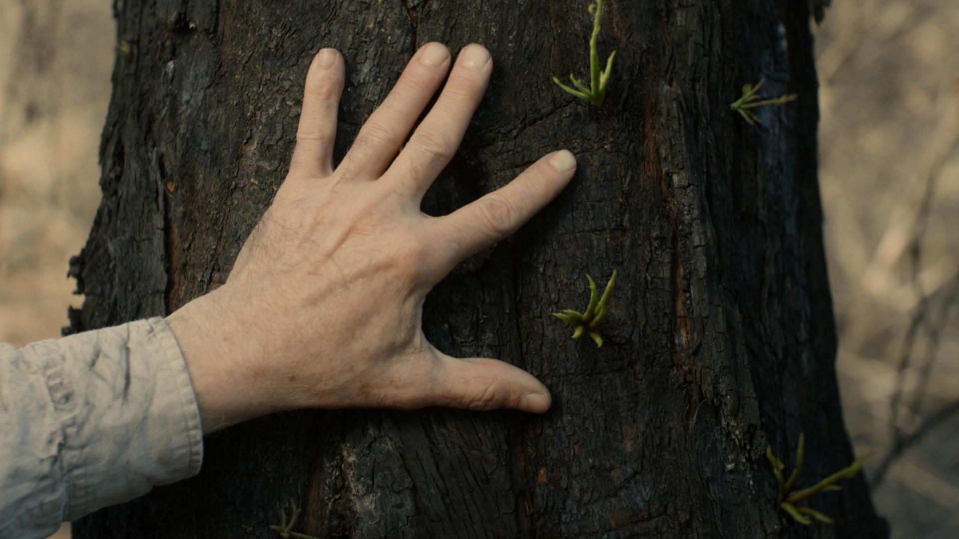 After the 2019 - 2020 wildfires, CGI timelapse reveals a forest’s rebirth in Australia.