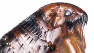 A Flea's Fantastic Jump Takes More Than Muscle