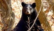 Black Bear