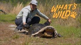 Reptiles of Yawkey: asset-mezzanine-16x9