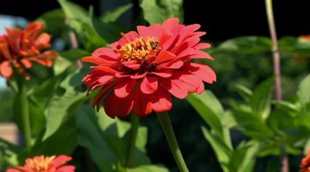 Video thumbnail: Backyard Farmer Vala's Pumpkin Patch & Three Sisters Gardening