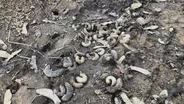 The Mystery of the Grubs That Ate Welles Park